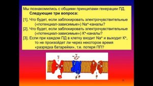 Дубынин В. А. - Химия мозга - Нейроны и потенциалы действия
