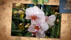 притчи поздравления с днем рождения