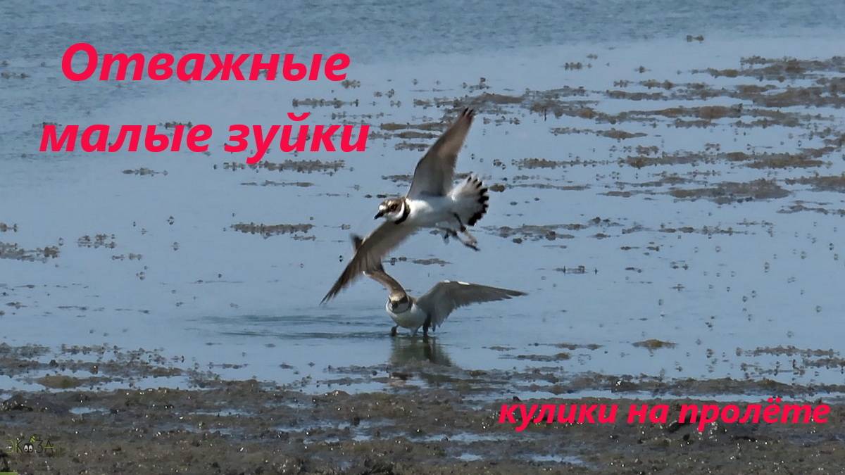 Зуёк малый. Стайка 6 птиц, 05.07.24