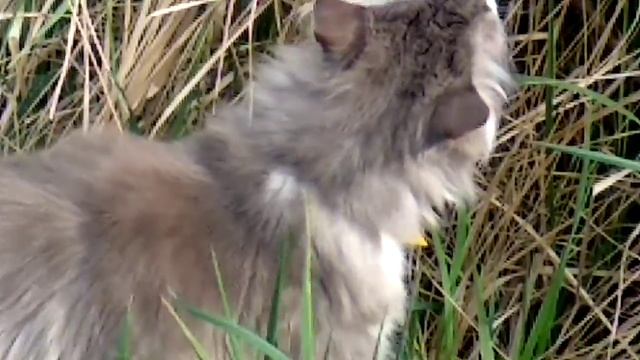 Дача.Первый день после долгой зимы. смотреть онлайн