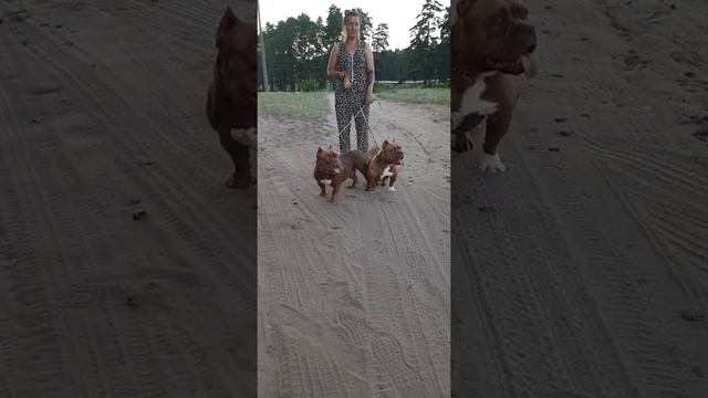 Американский булли в Тольятти 😉👍 смотреть онлайн