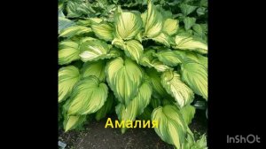 Вырастить хосты из семян очень просто