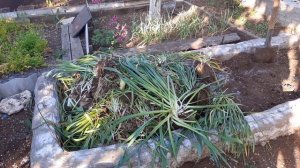 все нарциссы выкопаны!