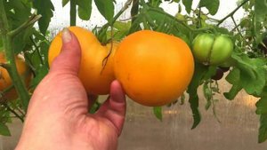 Томат Медовый салют – фейерверк вкуса и сладости