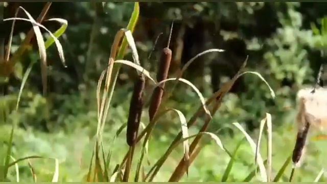 Релакс на природе/АСМР/Шум воды для медитации#звукиприроды #шумводы #relax смотреть онлайн