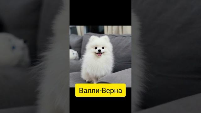 Необычные, двойные клички собак ☝ #mydog #немецкийшпиц #правдаилимиф #моиистории