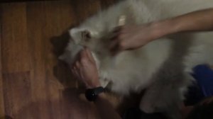 Как расчесать колтуны у собаки? Колтуны у самоеда