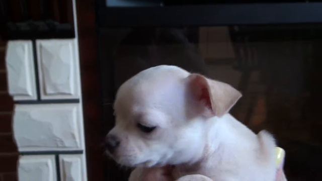 В продаже щенки чихуахуа. смотреть онлайн