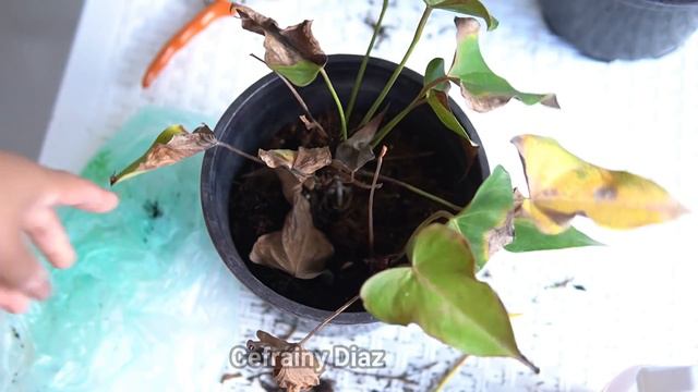 Con estos 3 pasos logre recuperar mis ANTURIOS смотреть онлайн