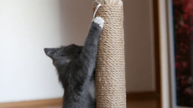 Слепой котенок покоряет высоту. смотреть онлайн