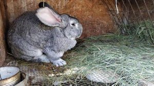 Зимние окролы можно или нет ?//Жизнь в деревне!!!