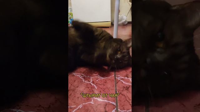 ЧАЙНАЯ ВЕЧЕРИНКА🍂🫖 #чай #чайнаяцеремония #кайф #смешноевидео
