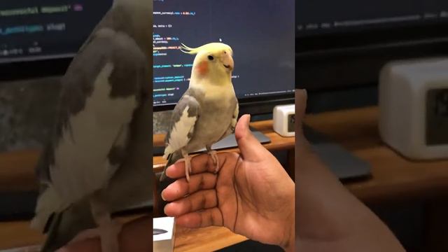 Cockatiel dancing смотреть онлайн