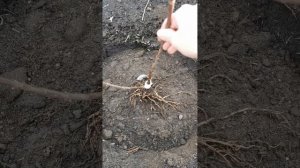 Посадка метельчатой гортензии с ОКС в ноябре.