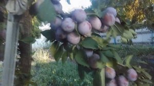 ПРИВИВКА СЛИВЫ НА ЧЕРЕШНЮ. КАК ПРАВИЛЬНО СДЕЛАТЬ? ОБЗОР МОЕГО УЧАСТКА.