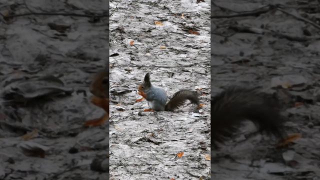 Белки в парке сказок в Томилино 🐿️