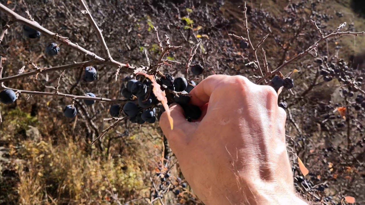 Ответвление Аликоновского ущелья