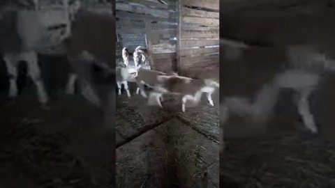 Бычки/Телята (Симментал-белголов)