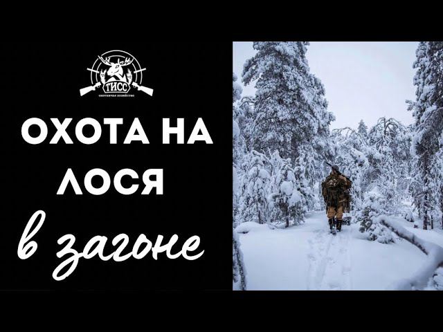 ОХОТА НА ЛОСЯ В ЗАГОНЕ // ТИСС