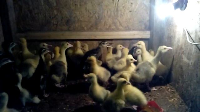 Агидель, Фаворит, Хохлатая, Линда, Индоутка белая, Индийсктй Бегун смотреть онлайн