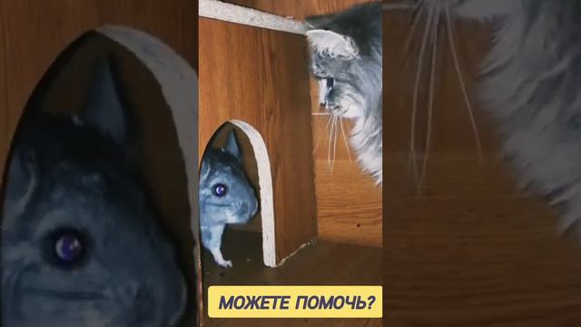 Кот 🐱 Никогда не Видел Мышей 🐀🐭😆 #коты