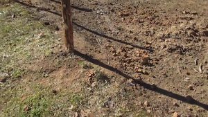 Делаем загон для скота//Часть 1//деревенская жизнь