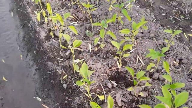 Высадка перца 4.07.2021. Подарок молдовы. Как прижились перцы высаженные 1.07.2021. смотреть онлайн