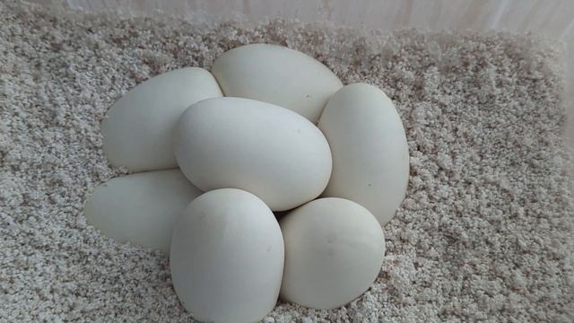 Ball Python Egg Candling. The dos and don'ts...
