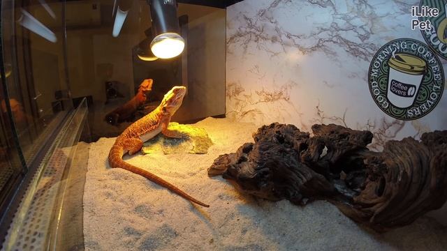 Бородатая агама Содержание террариум и освещение на iLikePet смотреть онлайн