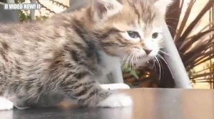 Забавные кошки и котята мяукают