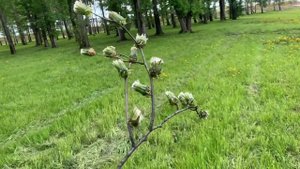 Diy. Букет из ОДУВАНЧИКОВ. Как сохранить одуванчики!