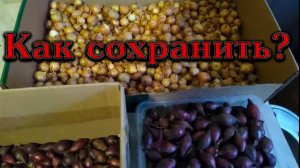 Лук севок, как сохранить