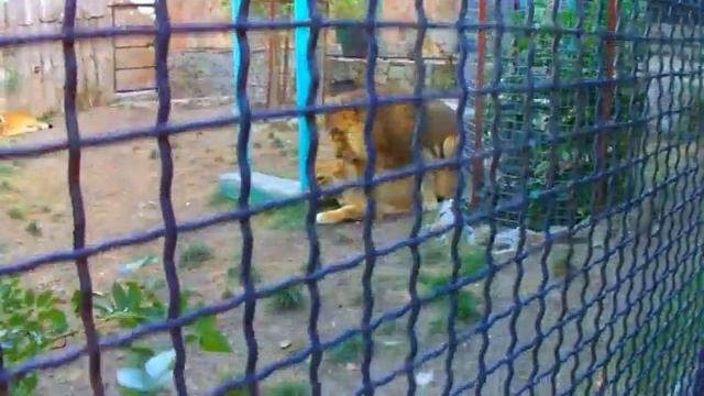 Адреналиновый мост.прикольное объявление перед подъемом на мост.Зоопарк Сказка.Ялта.Крым. смотреть онлайн