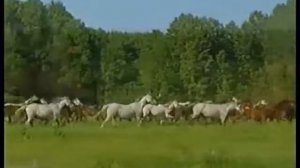 Табун Песня на стихи Есенина/ Russian Poetry: Poem by Sergei Yesenin the Herd