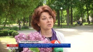 Память в цветах. Сирень "Княгиня Ирина" зацветет в гомельском парке