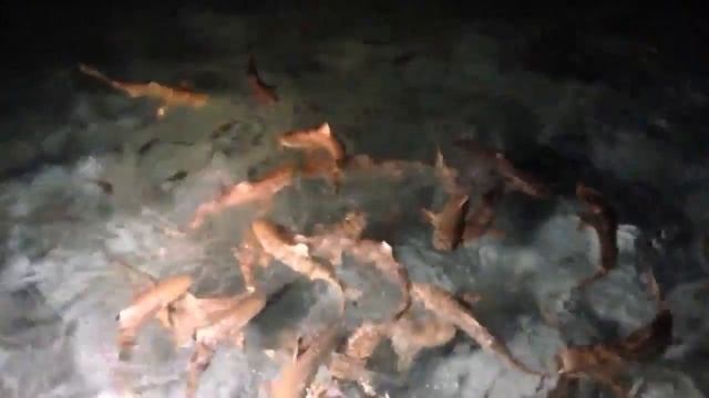 Кормление акул. Мальдивы смотреть онлайн