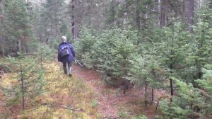 34 серия Тайга Металл от Трелевочника Березовый Сувель тропа до Вертолетной Площадки река Сухой пит