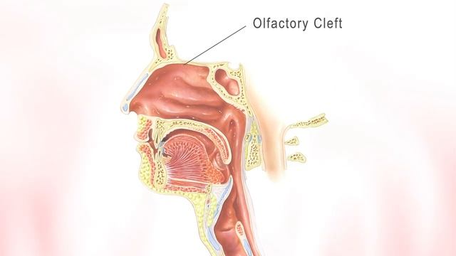 The NasoNeb Nasal Nebulizer смотреть онлайн