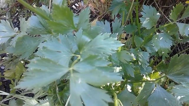 Сельдерей - Король овощей Суперполезное растение в огороде смотреть онлайн