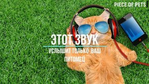 ✅ Звуки которых услышит только ваш кот или ваша кошка!