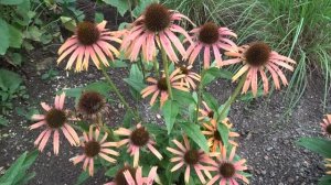 Echinacea var. Skipper Orange (třapatkovka)