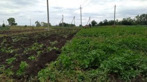 Плуг ПЦ 1-18 запахиваю горчицу.