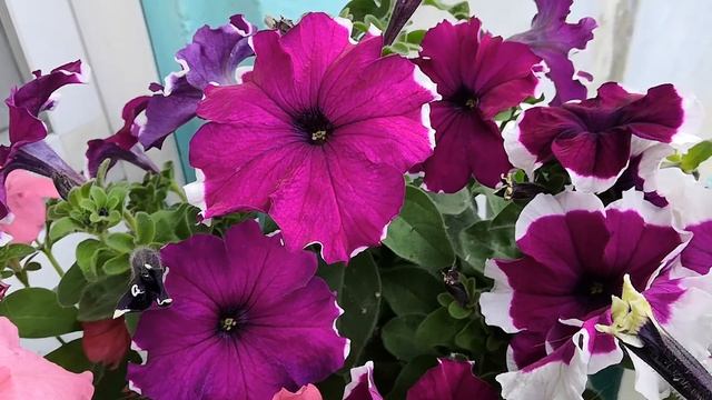 Цветут петунии.Компактные и низкорослые ( 20-30 см ) сорта петуний хороши для балконов и для дачи . смотреть онлайн
