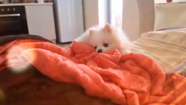 ПОДБОРКА ФОТО С МОЕЙ СОБАКОЙ смотреть онлайн