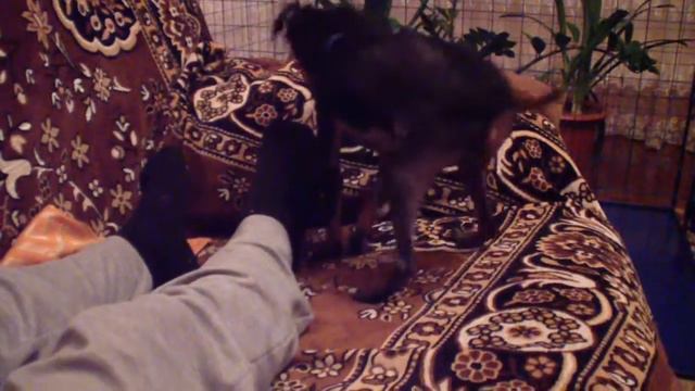 Пес Тимка дурачится смотреть онлайн