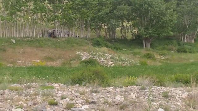 Ghazni province local place shabit смотреть онлайн