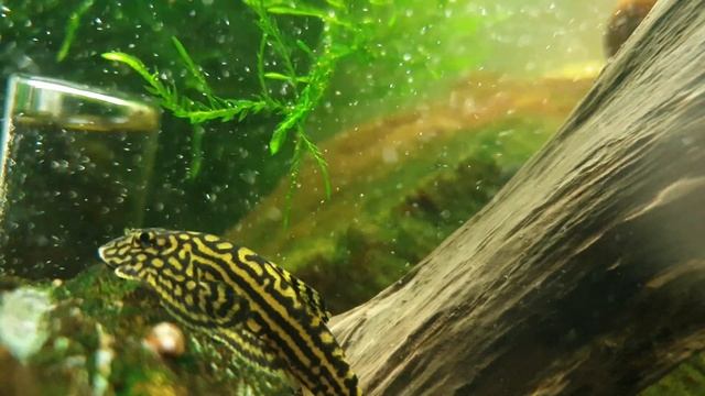 Sewellia lineolata & Sewellia sp. spotted "playing" смотреть онлайн