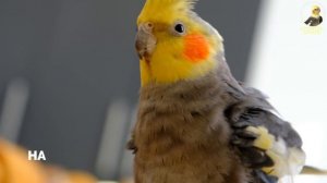 Cockatiel Singing 6 Song Training-For Budgies Parrots Birds