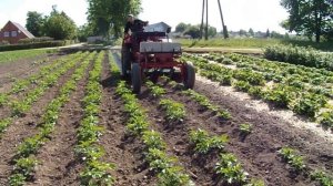 Окучивание картошки .