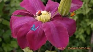 Клематис крупноцветковый Хоши-но-Фламенко ? обзор: как сажать, саженцы клематиса Хоши-но-Фламенко